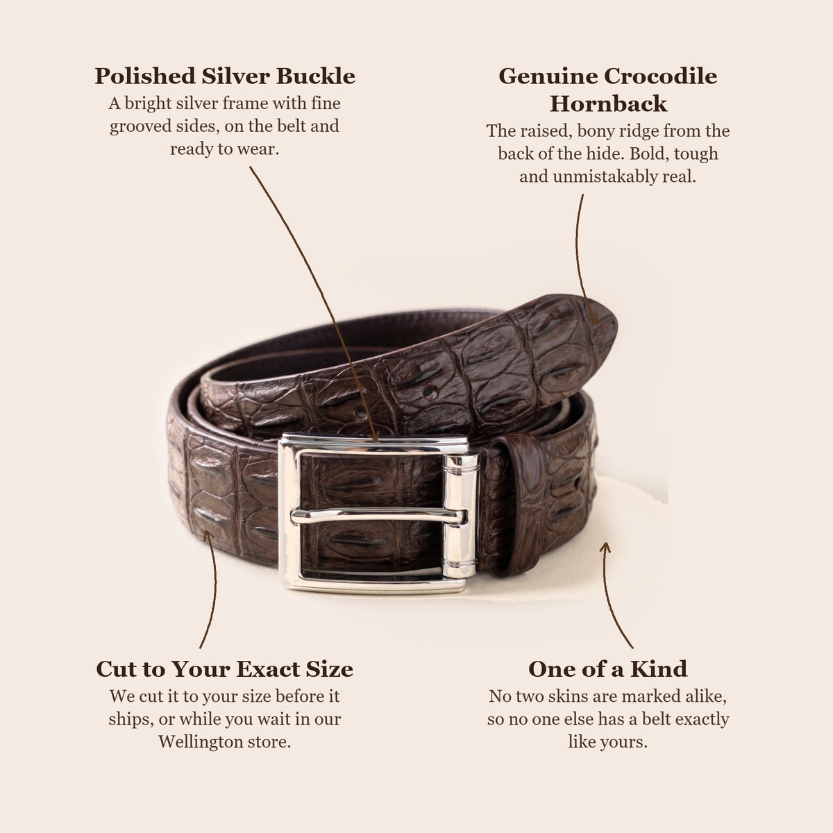Brown Hornback Crocodile Belt: buckle, skin, cut to your size, one of a kind